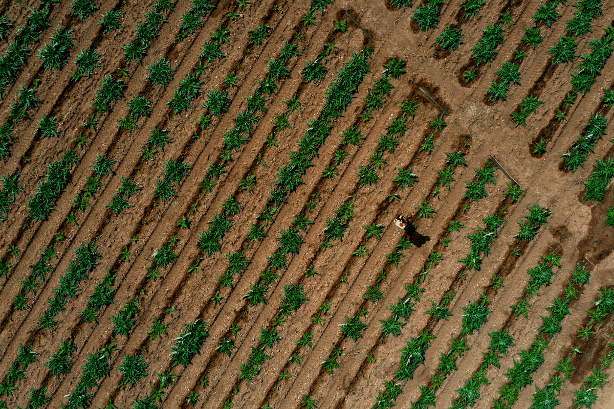 How to Embrace Regenerative Agriculture for Soil Health and Sustainability